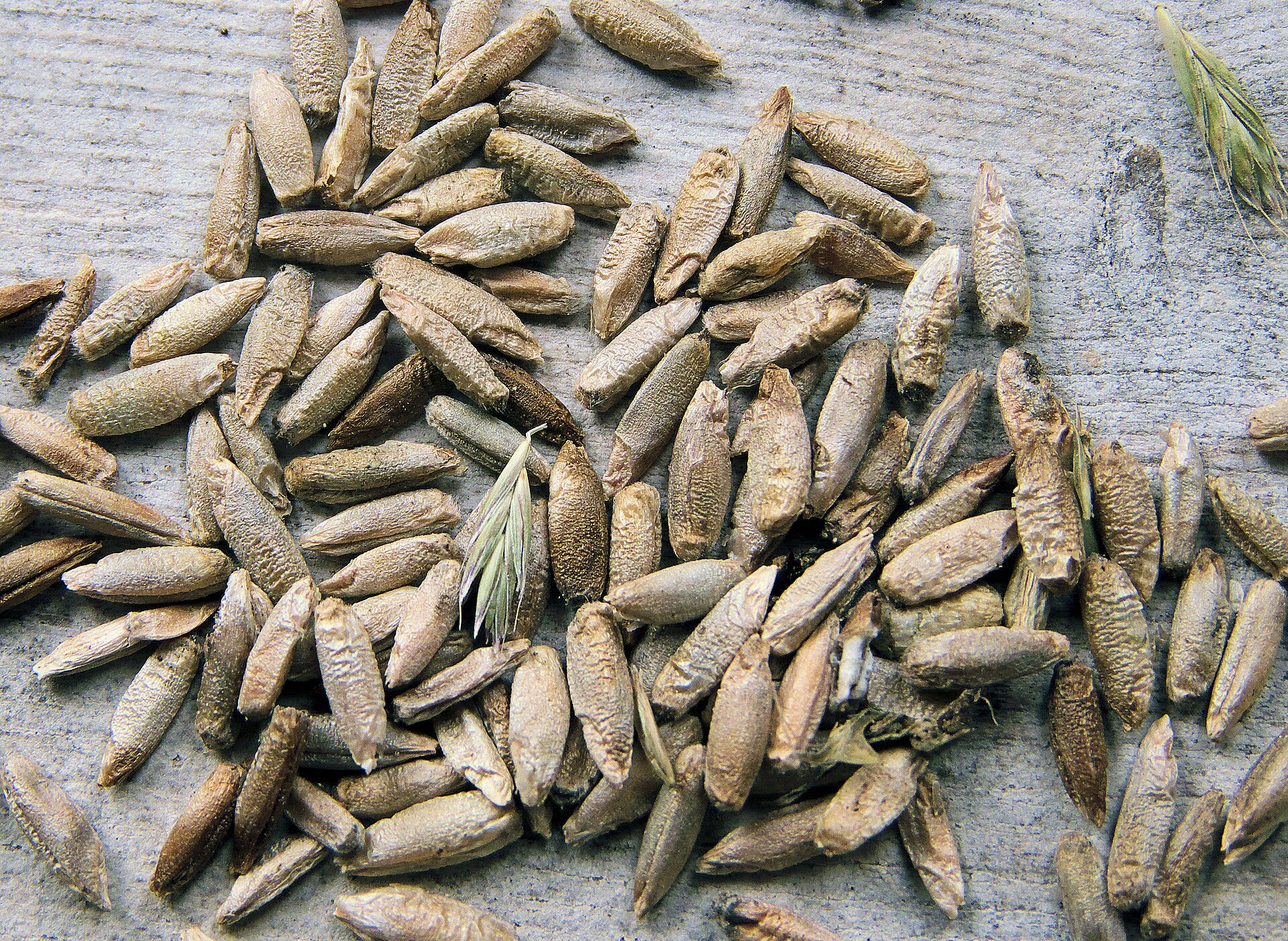 عکس دانه و بذر چاودار